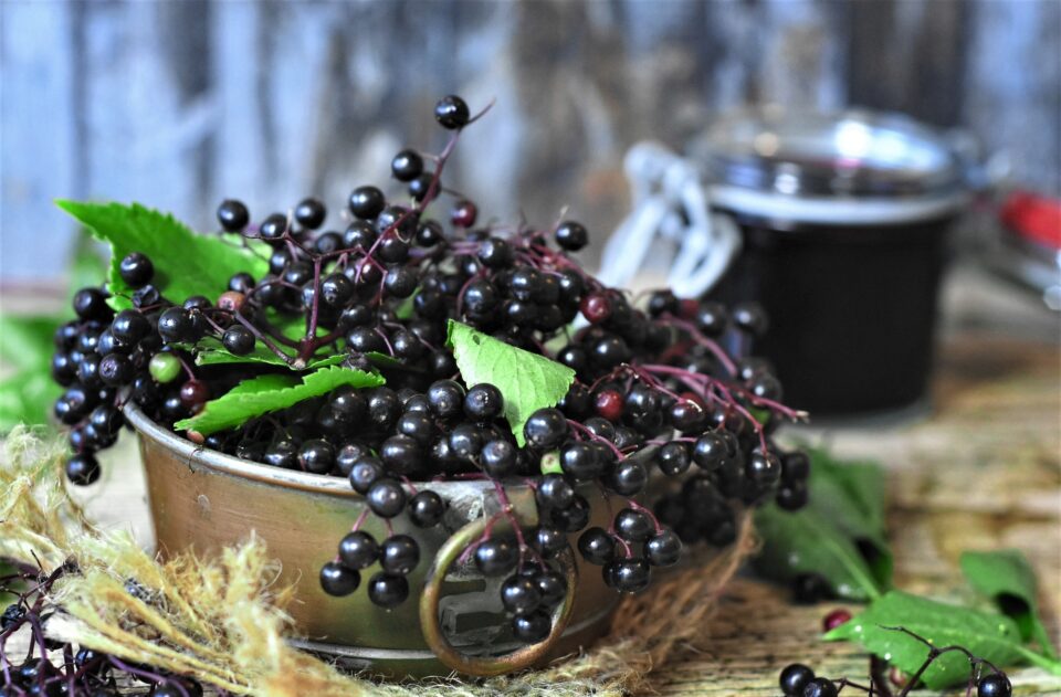 elder-g8b4bc247f_1920